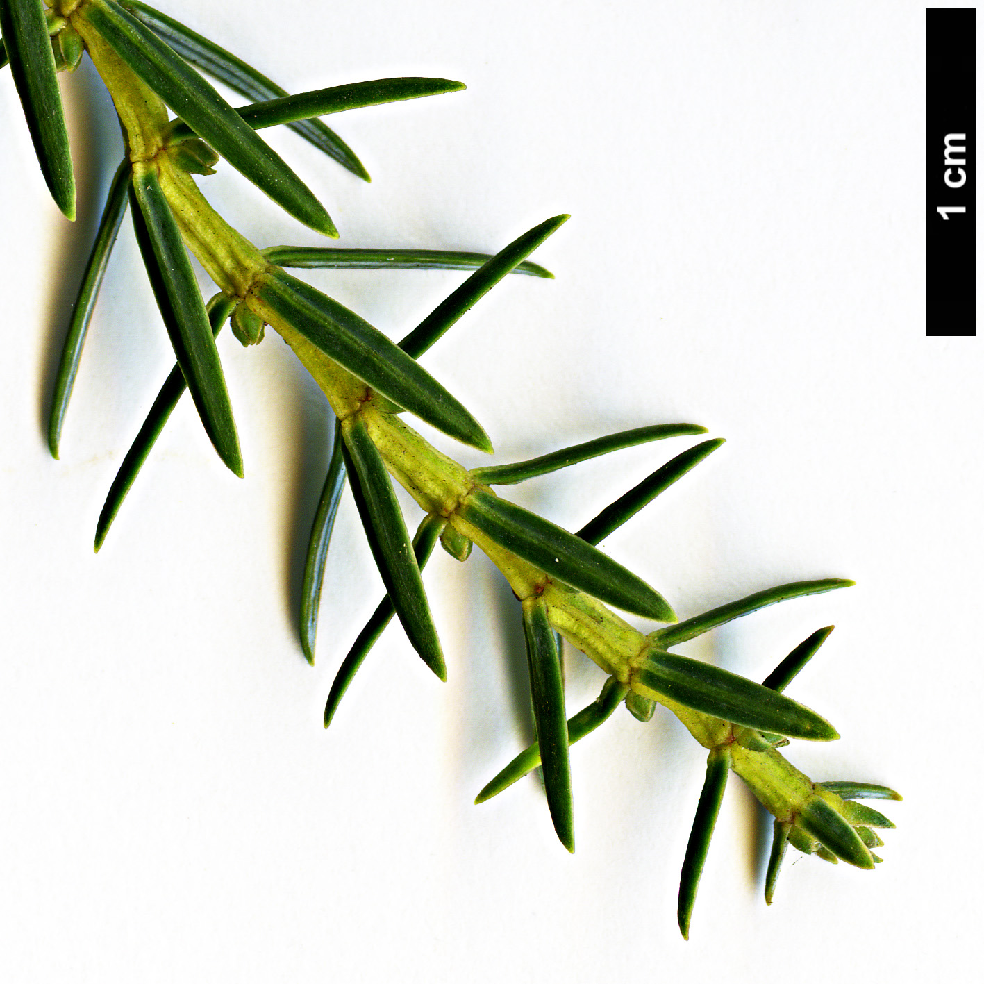 High resolution image: Family: Cupressaceae - Genus: Juniperus - Taxon: cedrus